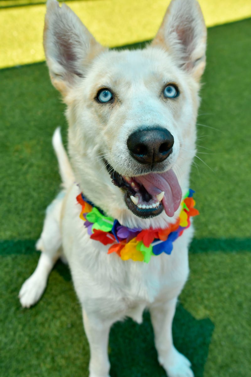 Kora #A1178398