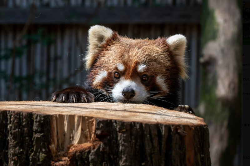 Red Panda Kovu at Pittsburgh Zoo & Aquarium 