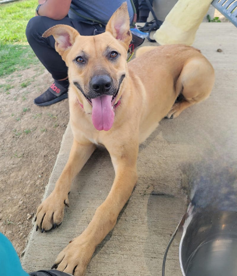 SPCA of Texas