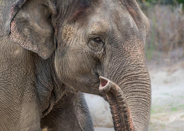 The Los Angeles Zoo family is mourning the loss of 53-year-old female Asian elephant Shaunzi. Here face is pictured here, with an upturned trunk.