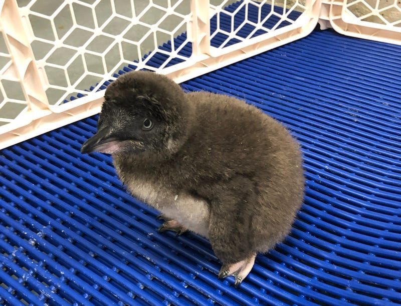 Little Blue penguin chick
