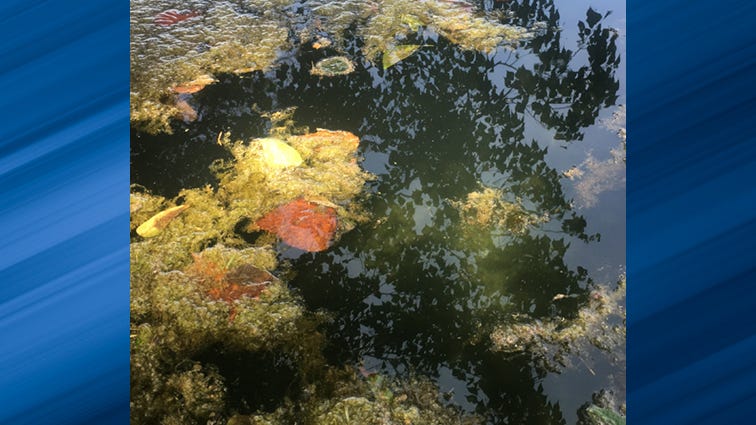 LCRA again urges pet owners to keep dogs away from algae in Highland Lakes