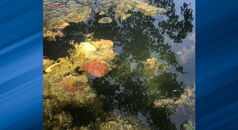 Blue-green algae