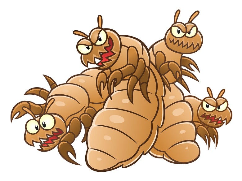 cartoon lice