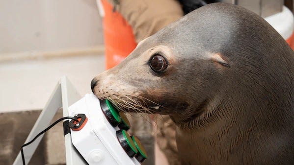 Game on for U.S. Navy's sea lions