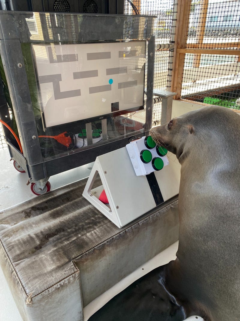 LIONINSIDE
