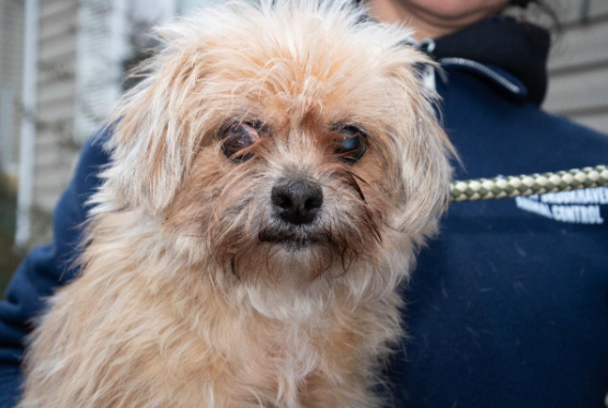 A Long Island woman was arrested by detectives from the Suffolk County SPCA for animal cruelty and endangering the welfare of an incompetent or physically disabled person.