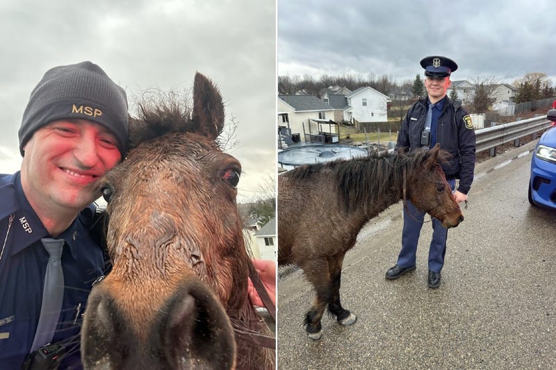 loose horses