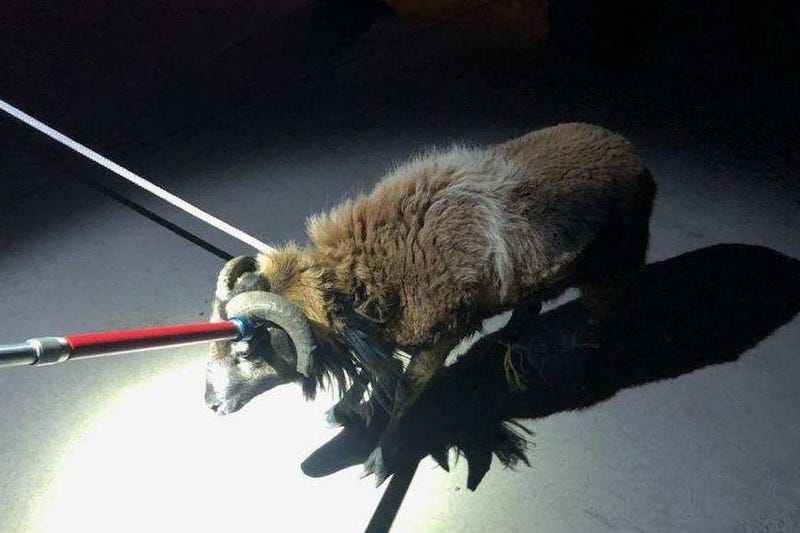 Police captured a loose ram near downtown Las Vegas