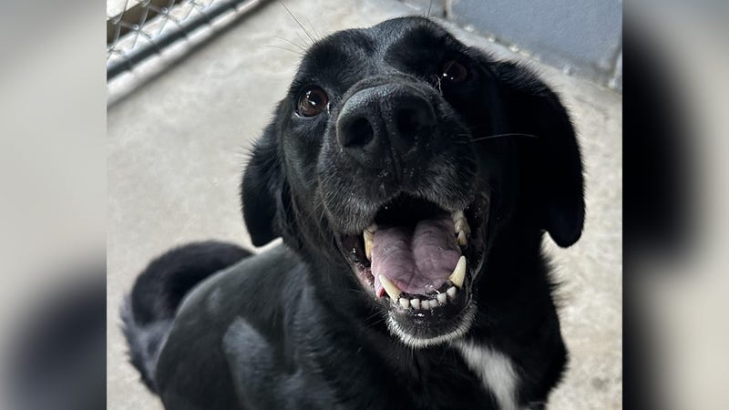 black dog "talking" to the camera