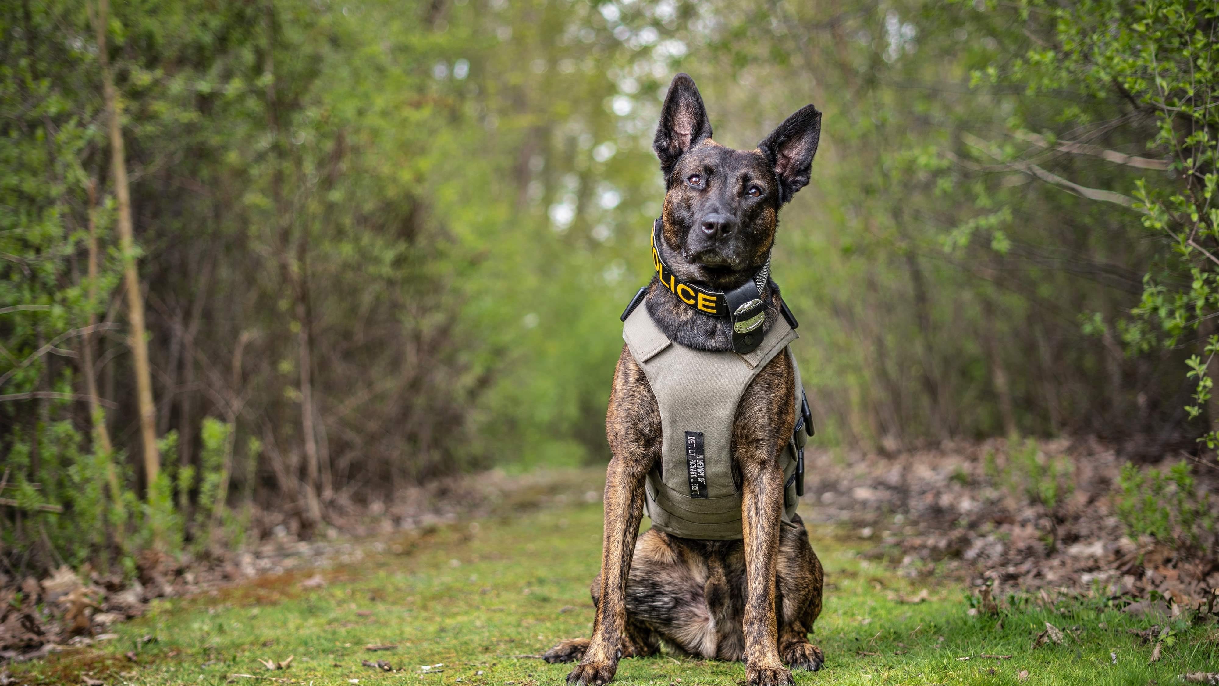 Hazel Park Police K-9 serves until his final day