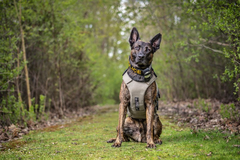 K-9 Lando