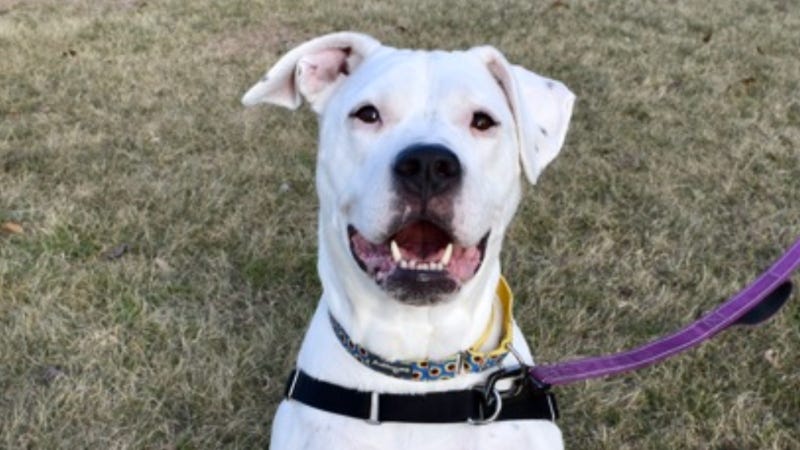 Laney @ Austin Humane Society 1/11/23