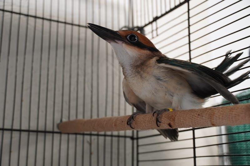 Langet, a sihek (Guam kingfisher)