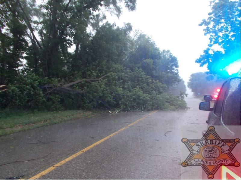 Downed tree in Lapeer County