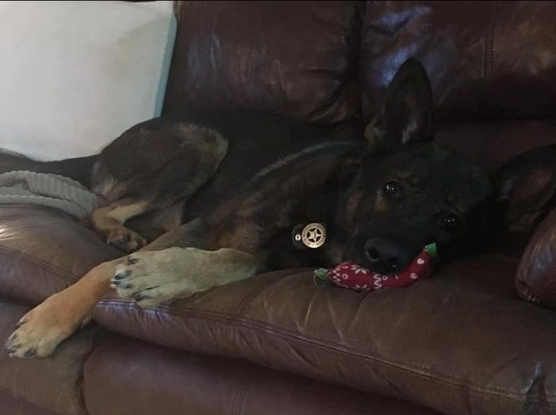 Retired K-9 Officer Lapis