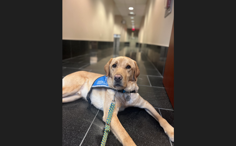 Allegheny County Sheriff's Dog Laseen