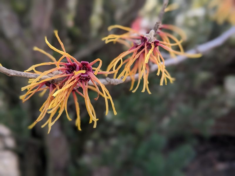 witch hazel