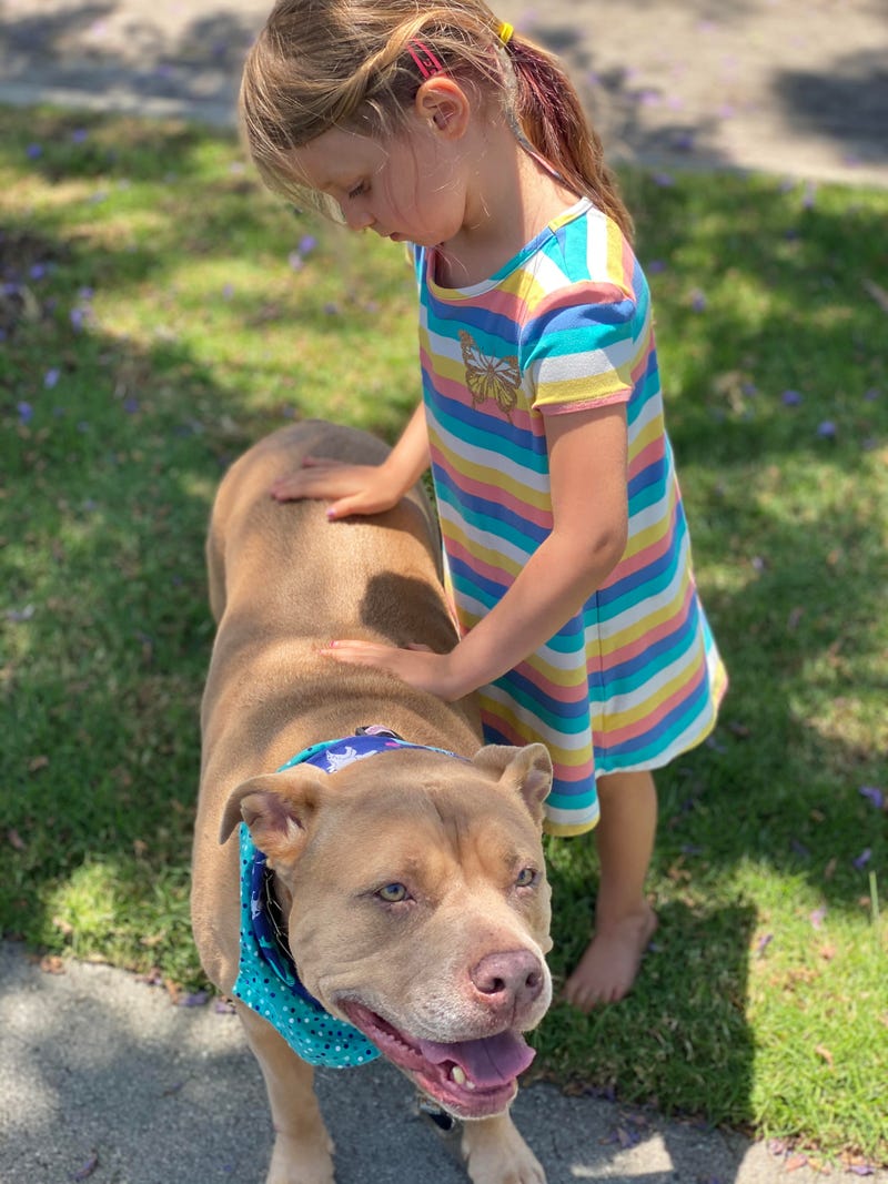 Pit Bull-type dog hanging out with a child