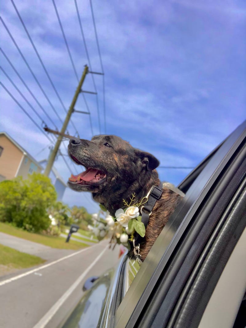 Eric and Alanna's dog sticking her head out of the window