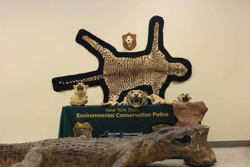 Items recovered from Usher Weiss, 26, of Brooklyn who pleaded guilty on Thursday to violating environmental conservation laws.