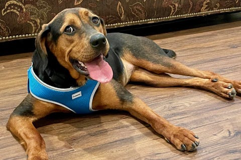 Leah is a 2-year-old Hound/Shepherd mix. She weighs 65.13 pounds.