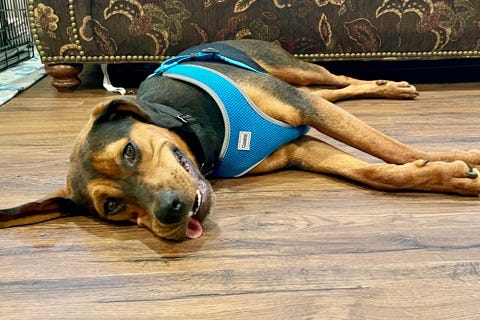 Leah is a 2-year-old Hound/Shepherd mix. She weighs 65.13 pounds.