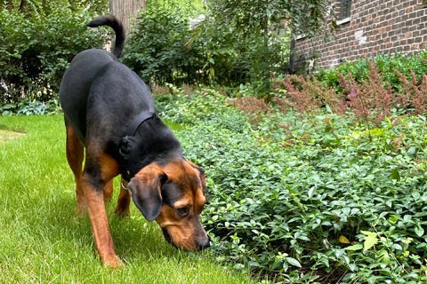 Leah is a 2-year-old Hound/Shepherd mix. She weighs 65.13 pounds.