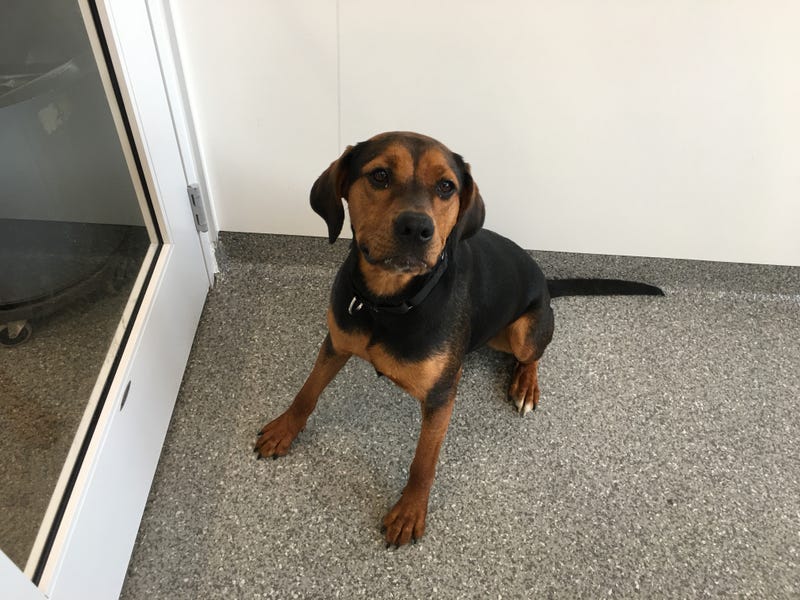 Leah is a 2-year-old Hound/Shepherd mix. She weighs 65.13 pounds.