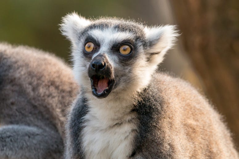 Lemur