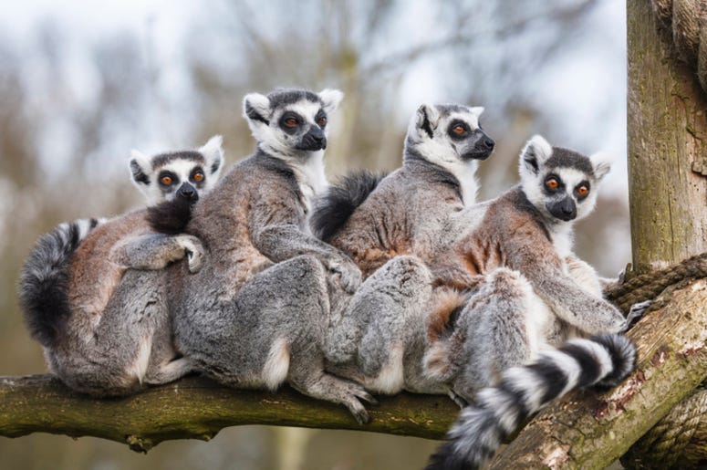 Lemurs