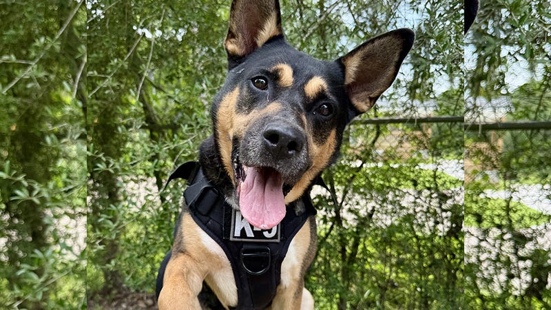 brown and black dog outside