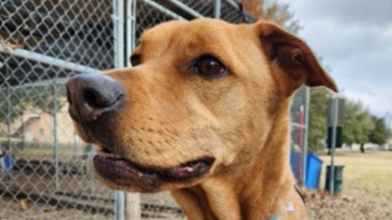 Leo @ Austin Humane Society 1/4/23