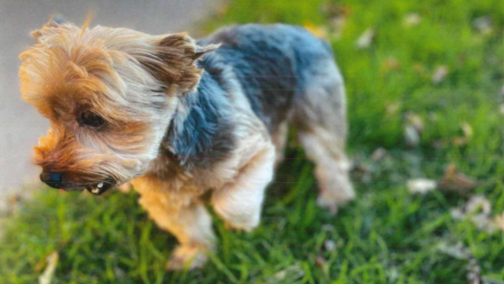 San Francisco police searching for dog stolen from parked car