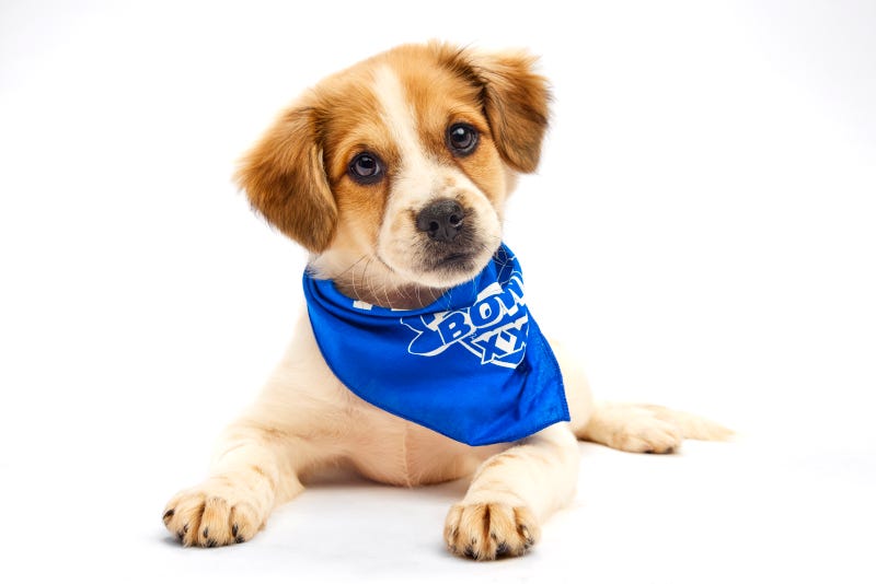 Puppy Bowl 2025