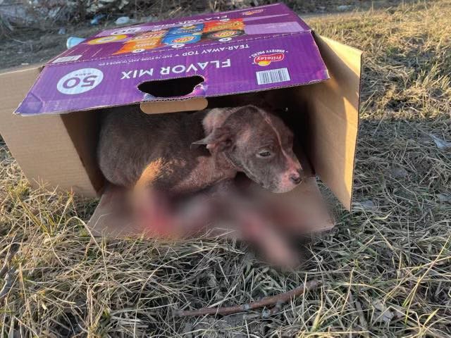 A Metro Detroit animal welfare organization is asking for financial support for a puppy fighting for his life after being found with gruesome injuries on the side of road.