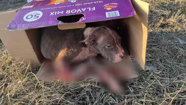 "How can you leave a puppy, screaming in pain, to suffer alone?" Donations sought for badly injured dog dumped in Detroit