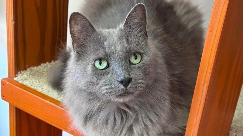 Lil Man @ Austin Humane Society 10/23/24