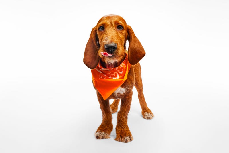 Puppy Bowl 2025
