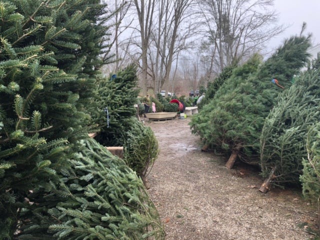 Christmas trees