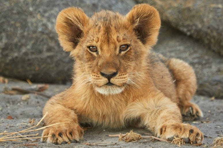 'The Lion King' Comes to Life in New Trailer