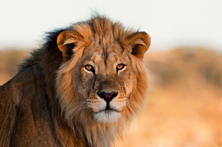 Lion
