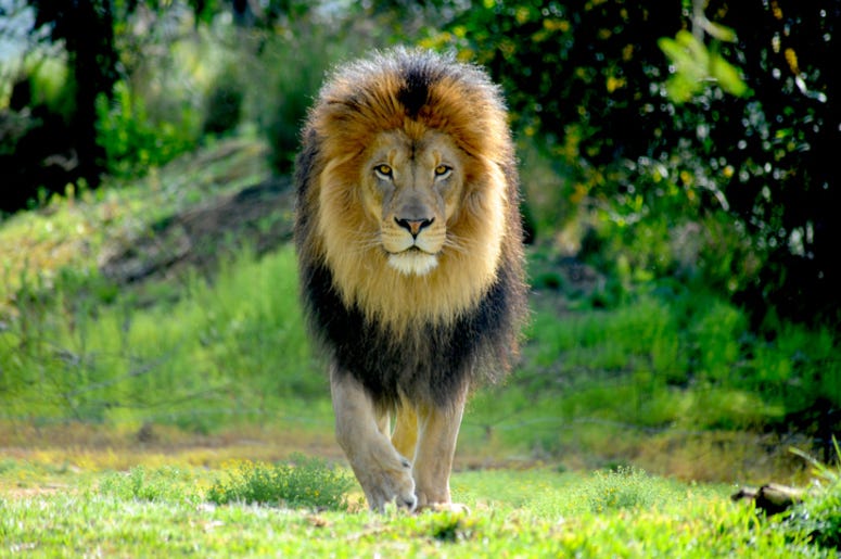 Lion