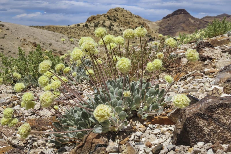 A Tiehm's buckwheat plant near the site of a proposed lithium mine in northern Nevada