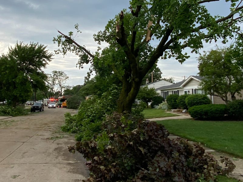 Tree damage on Hix in Livonia