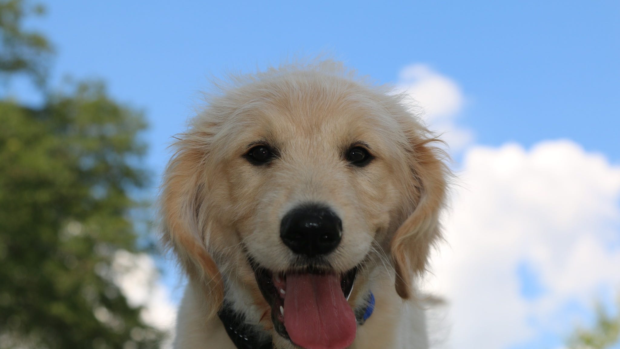 Livonia Police ask for help in naming adorable new K-9 cadet