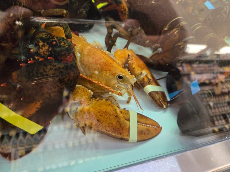 Clementine the orange lobster was rescued by Humane Long Island and returned to the ocean earlier this summer.
