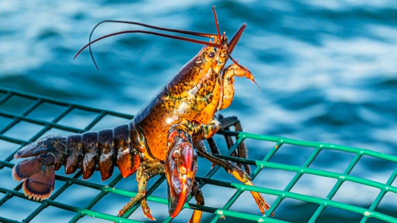 PHOTO: 'Star Wars' fans find 101-year-old woman using 'The Force' to catch a lobster