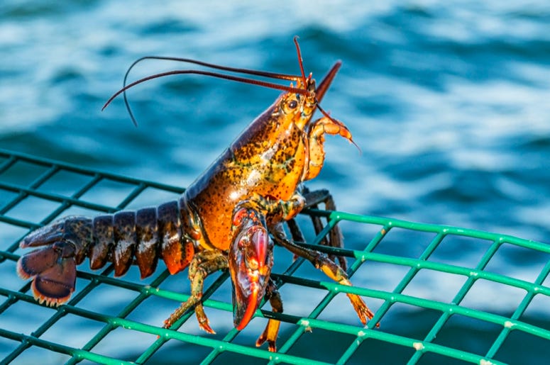 Lobster