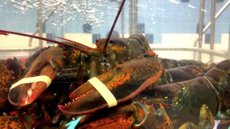 Red Lobster saves rare crustacean from becoming someone's dinner